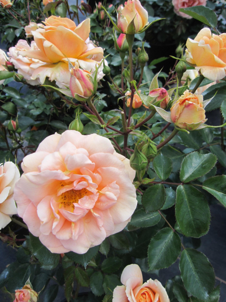 Hochstammrose Impala 1